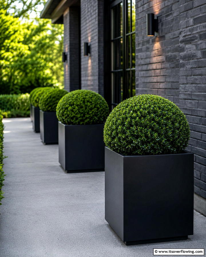 Boxwood in Planters - 25 Elegant Front Yard Boxwood Design Ideas