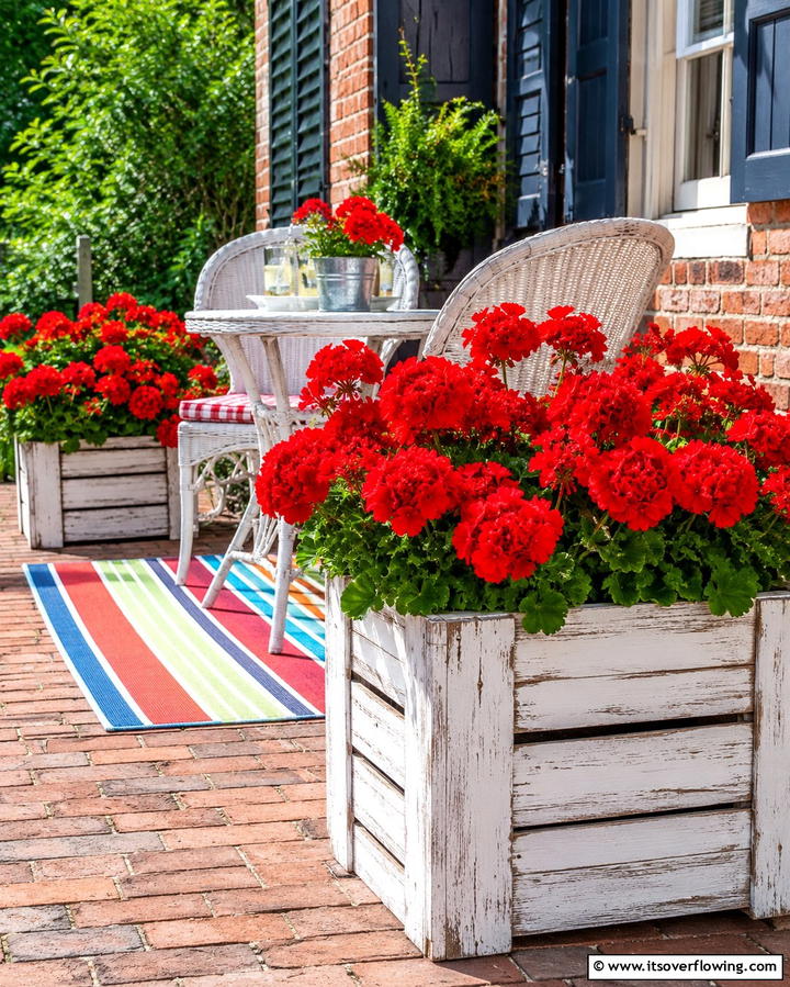 Bright Geraniums for Pops of Color - 25 Patio Plants to Beautify Your Outdoor Living Space