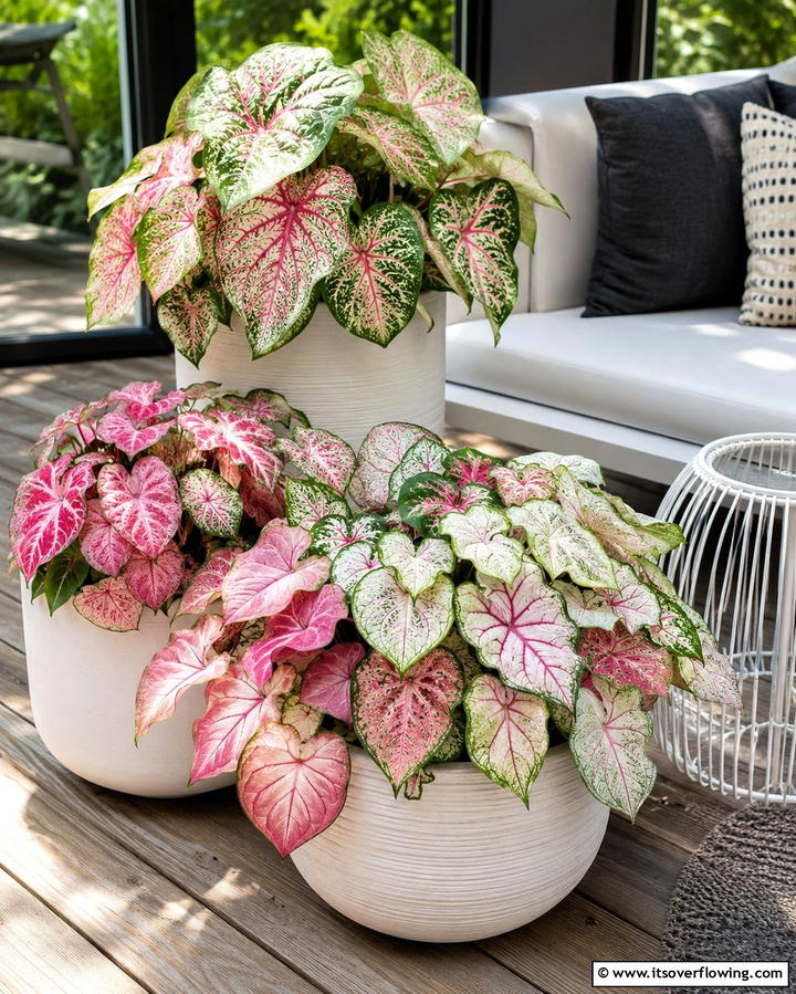 Caladiums for Striking Foliage - 25 Patio Plants to Beautify Your Outdoor Living Space