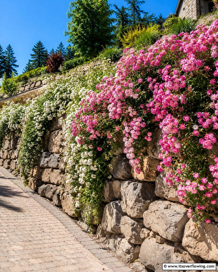 Cascading Roses on Retaining Walls - 25 Rose Garden Ideas to Create a Blooming Paradise
