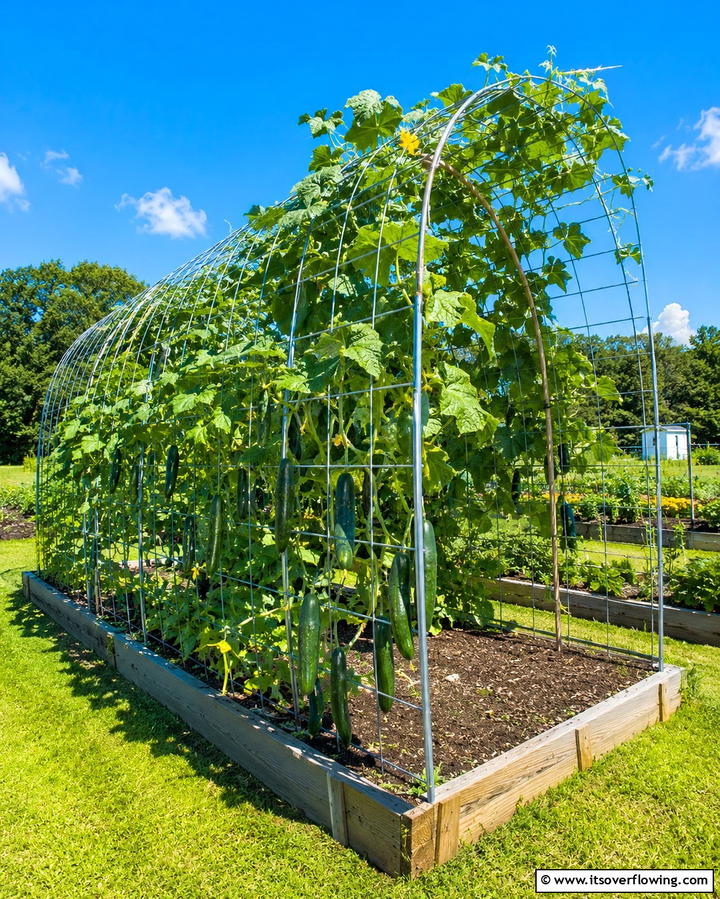 Cattle Panel Trellis - 25 Cucumber Trellis Ideas for a Productive Garden