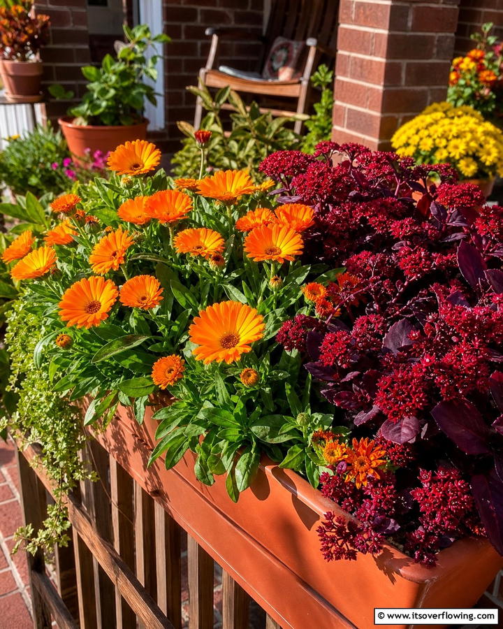 Cheerful Appeal with Calendulas and Red Sedum - 20 Fall Flower Box Ideas for Seasonal Beauty