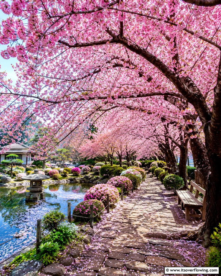 Cherry Blossom Haven - 30 Japanese Garden Ideas for Zen Outdoor Spaces