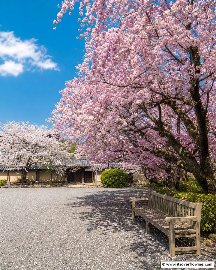 Cherry Blossom TreesOne - 30 Asian-Inspired Landscaping Ideas for Serene Gardens