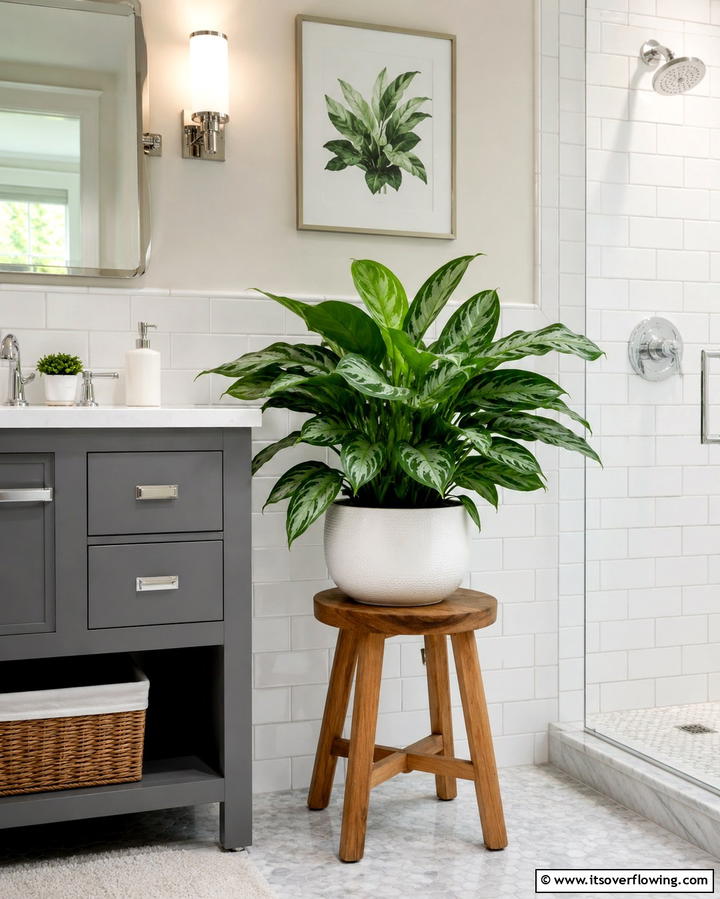 Chinese Evergreen - 30 Best Plants for Bathroom Spaces to Enhance Humidity & Style