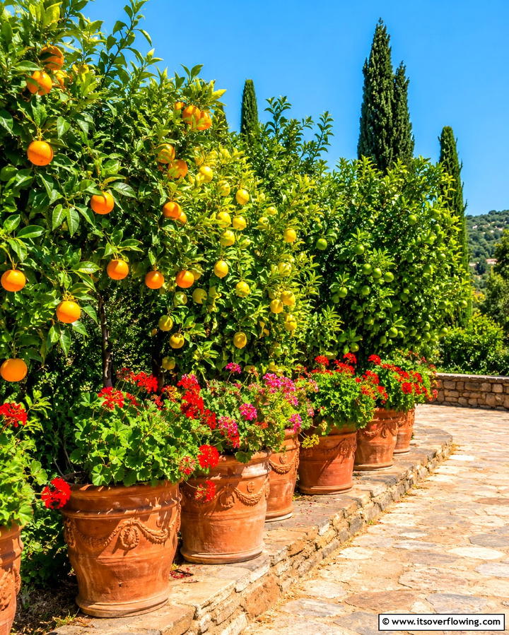 Citrus Orchard Charm - 30 Mediterranean Garden Ideas to Create a Coastal Oasis
