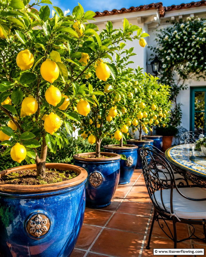 Citrus Trees in Containers - 25 Patio Plants to Beautify Your Outdoor Living Space