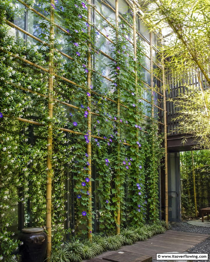 Climbing Plants for Vertical Greenery - 25 Greenhouse Decor Ideas for Plant Lovers