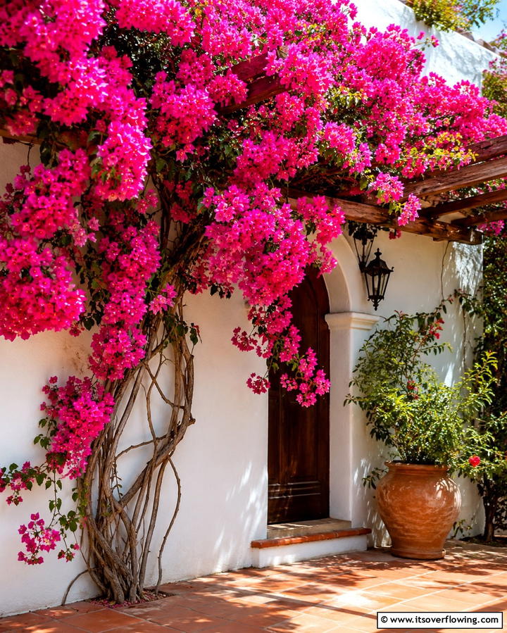 Colorful Bougainvillea Bliss - 30 Mediterranean Garden Ideas to Create a Coastal Oasis
