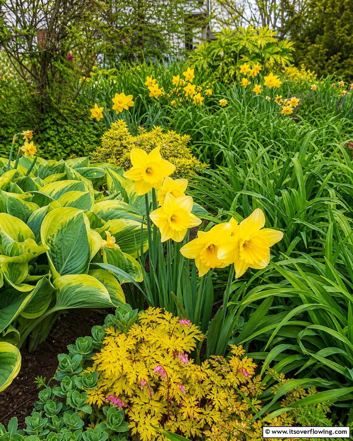 Combine Daffodils with Perennials - 20 Beautiful Daffodil Garden Ideas for a Spring Bloom