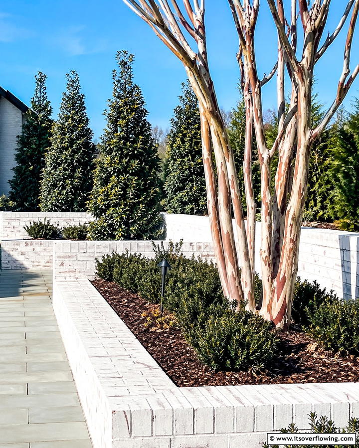 Crape MyrtleOne - 25 Small Trees for Front Yard Landscaping Ideas