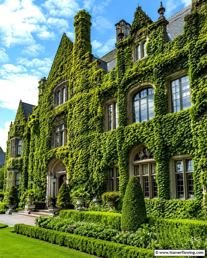 Creeping Ivy Walls - 25 Gothic Garden Ideas for a Dark and Mysterious Oasis