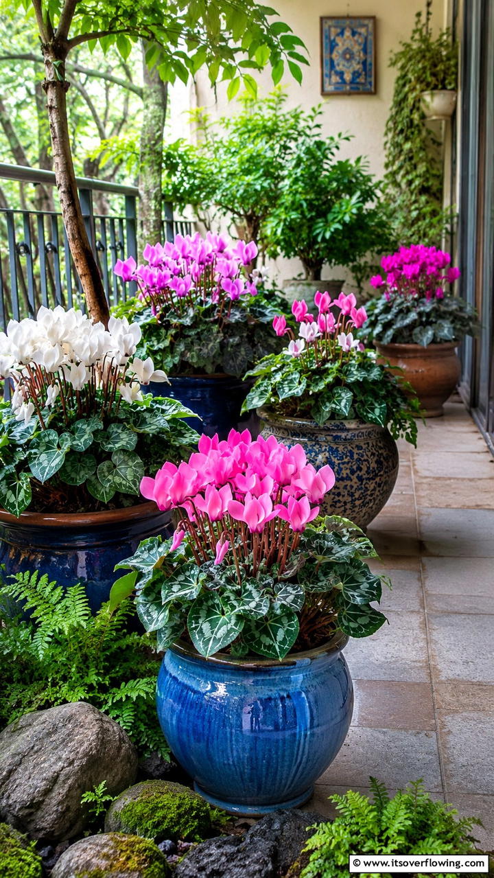 Cyclamen - 30 Flowering Plants for Balcony Gardens - Colorful Displays