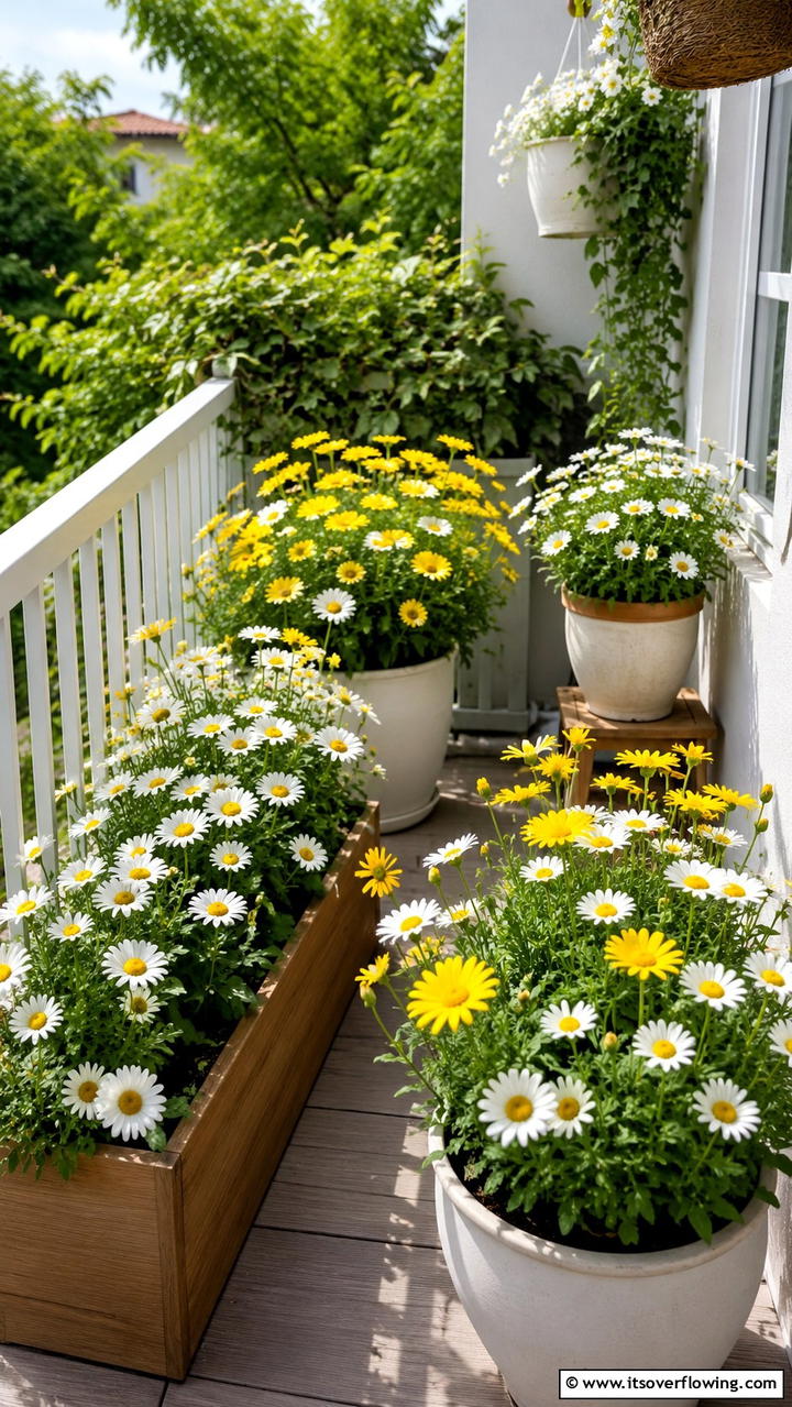 Daisies - 30 Flowering Plants for Balcony Gardens - Colorful Displays