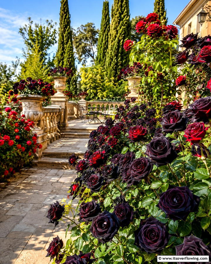 Dark Colored Roses for Elegance - 25 Gothic Garden Ideas for a Dark and Mysterious Oasis