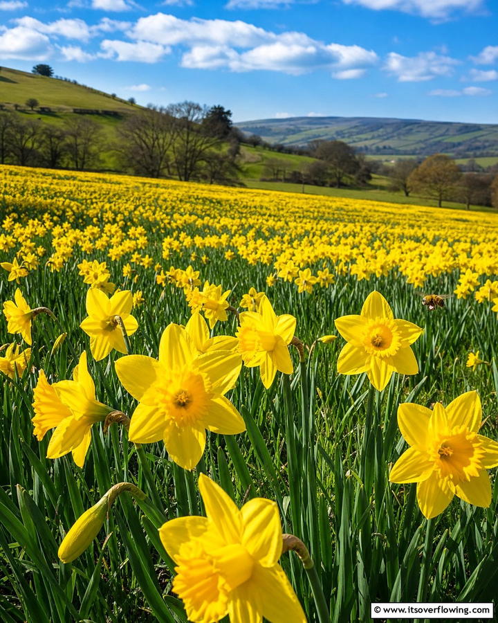 Design a Daffodil Meadow - 20 Beautiful Daffodil Garden Ideas for a Spring Bloom