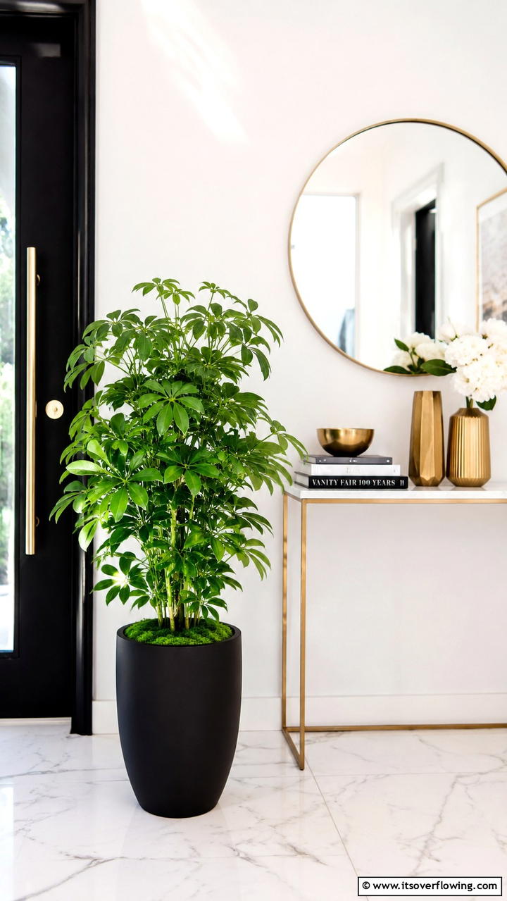 Dwarf Umbrella Tree Compact Statement - 30 Low-Light Indoor Plants That Don’t Need Sun to Thrive