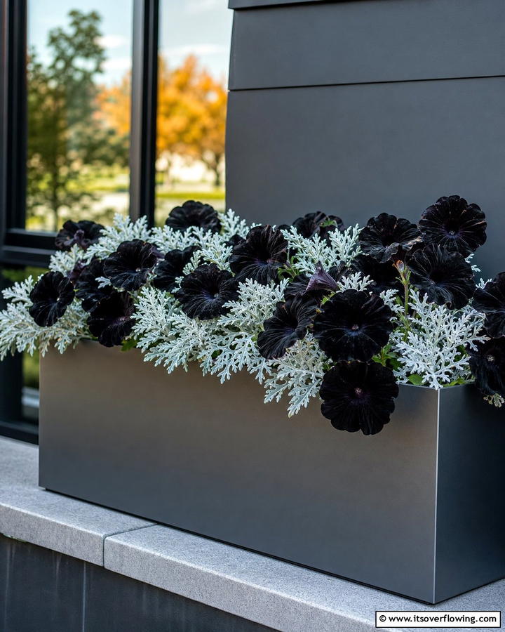 Edgy Look with Black Petunias and Silver Dusty Miller - 20 Fall Flower Box Ideas for Seasonal Beauty