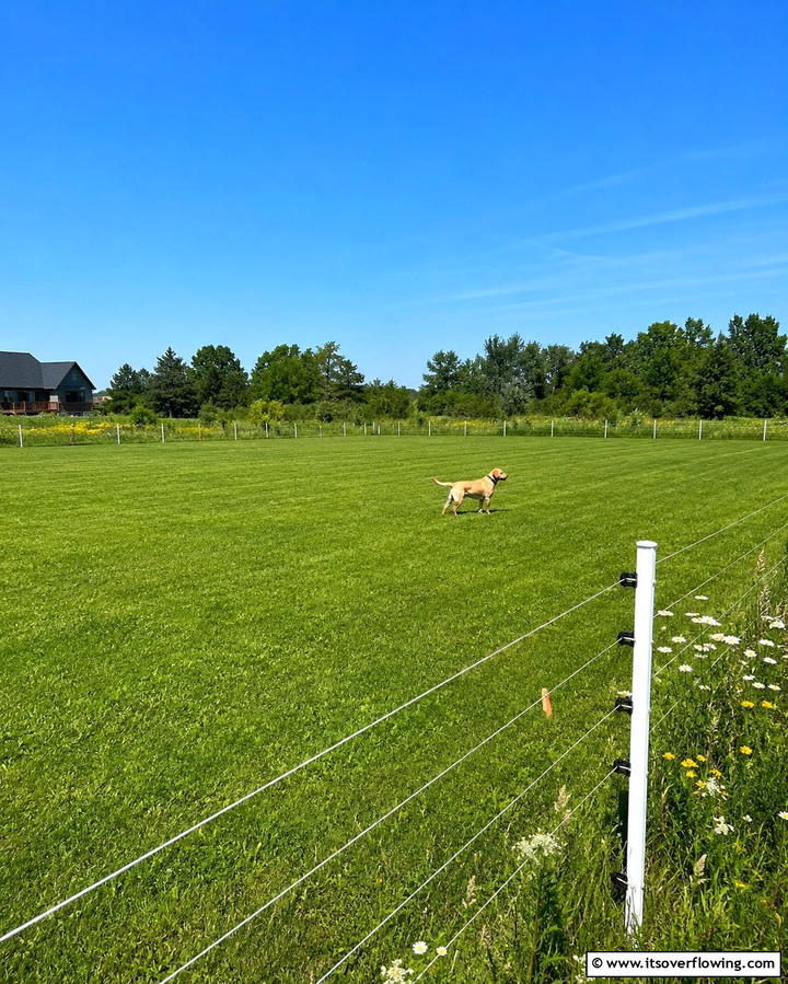 Electric Fence - 25 Dog Fence Ideas for a Safe and Stylish Yard