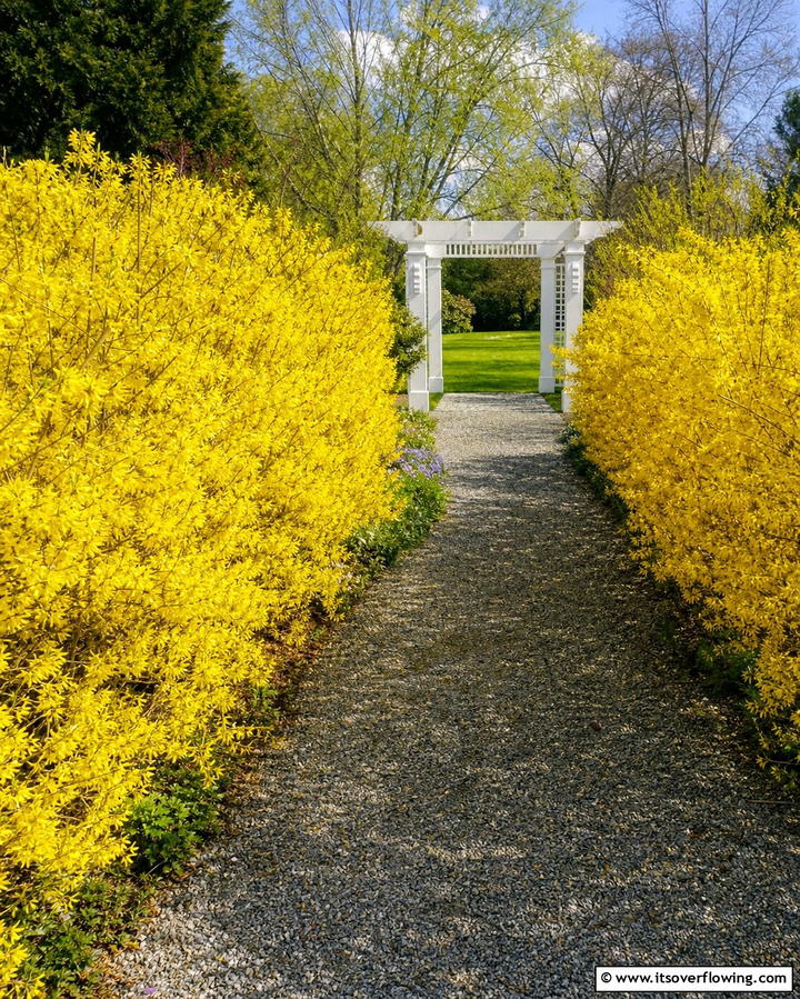 Forsythia The Bright Boundary - 25 Shrubs for Privacy- Create a Natural Barrier in Your Yard