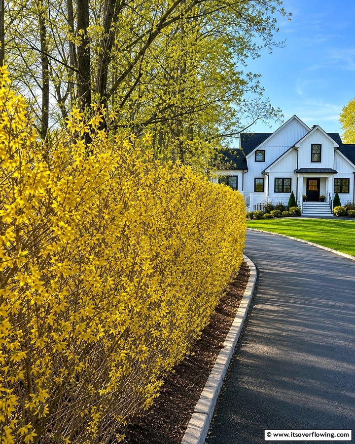 Forsythia for Seasonal Beauty - 25 Shrubs for Privacy- Create a Natural Barrier in Your Yard