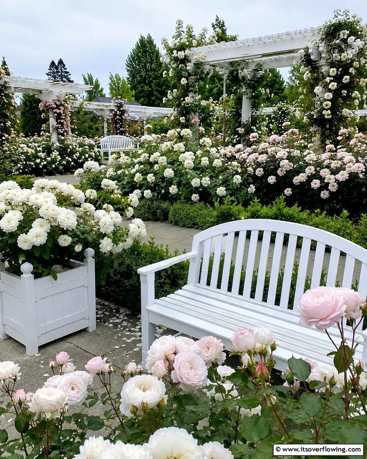 Fragrant Rose Walkways for Sensory Delight - 25 Rose Garden Ideas to Create a Blooming Paradise