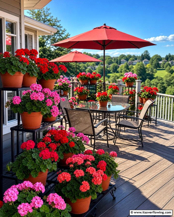 Geraniums for Vibrant Blooms - 25 Outdoor Plants for Patio to Enhance Your Space