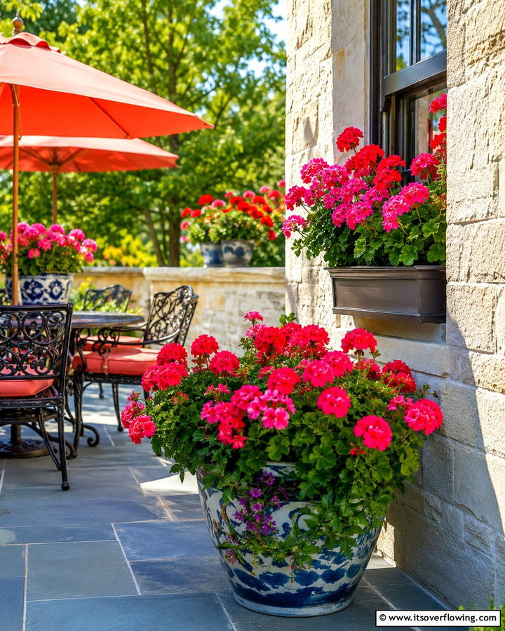 Geraniums for a Burst of Color - 25 Patio Plants to Beautify Your Outdoor Living Space