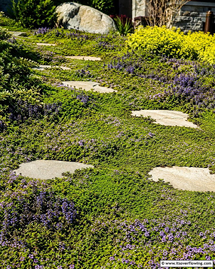 Ground Cover Carpets - 25 Shady Garden Ideas for Lush, Cool Spaces