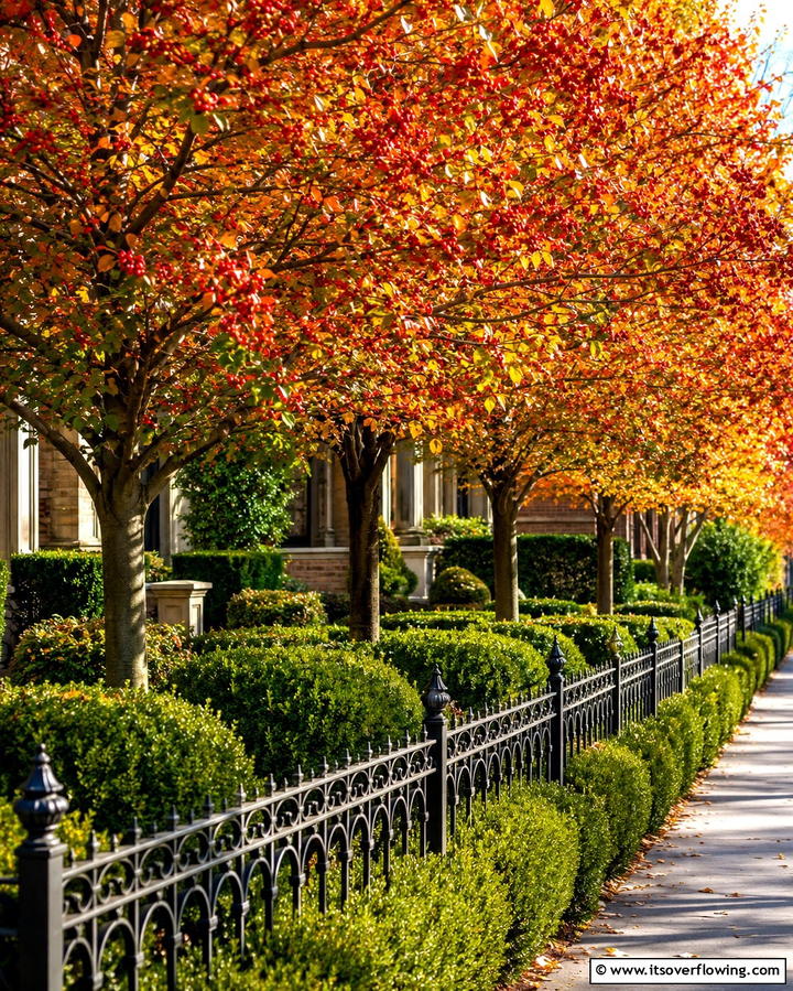 Hawthorn TreeOne - 25 Small Trees for Front Yard Landscaping Ideas