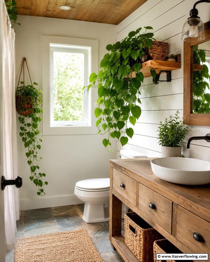 Heartleaf Philodendron - 30 Best Plants for Bathroom Spaces to Enhance Humidity & Style