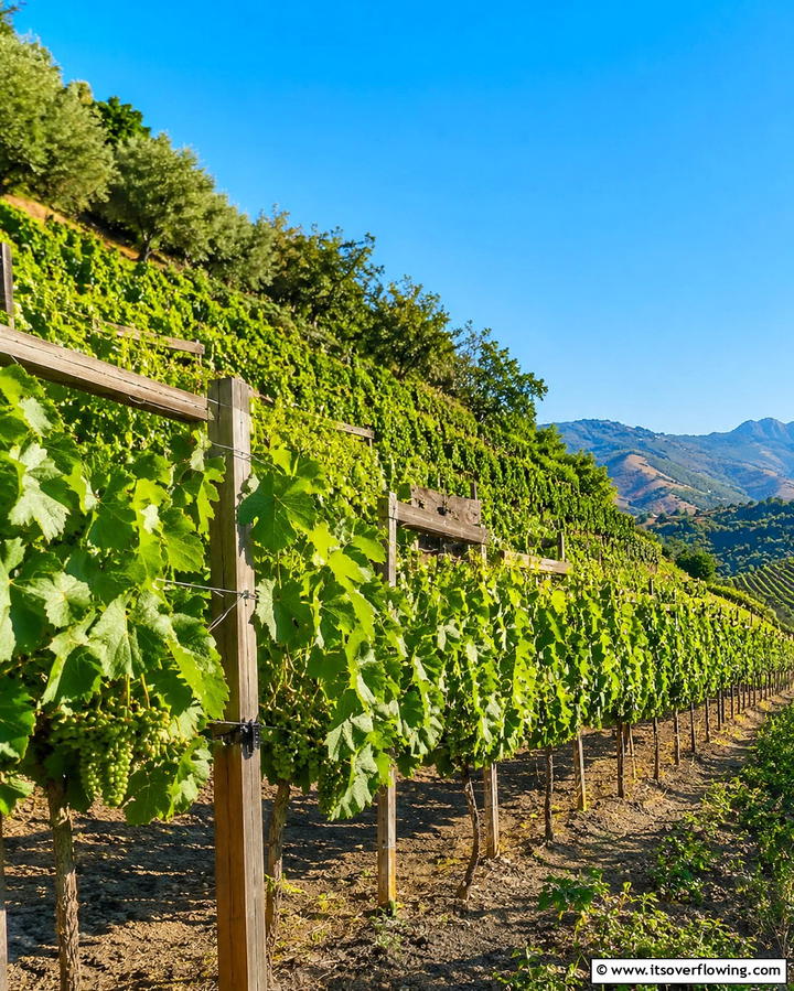 Hillside Vineyard - 25 Down Sloped Backyard Ideas for a Unique Outdoor Space
