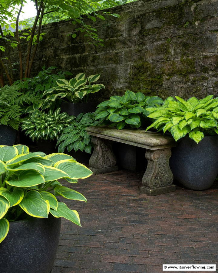 Hostas for Shady Corners - 25 Outdoor Plants for Patio to Enhance Your Space