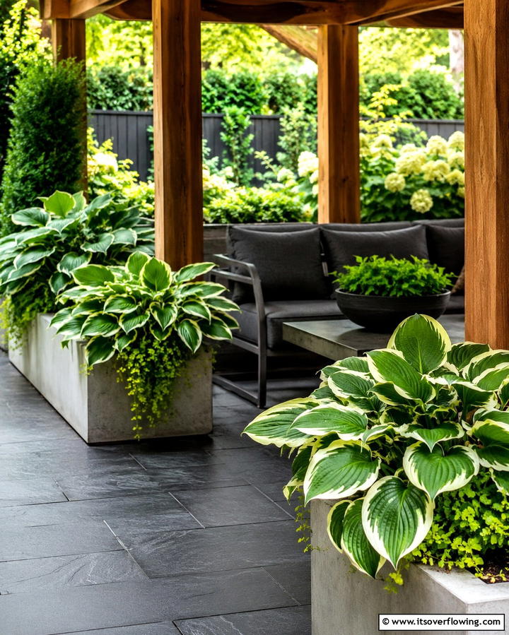 Hostas for Shady Elegance - 25 Patio Plants to Beautify Your Outdoor Living Space