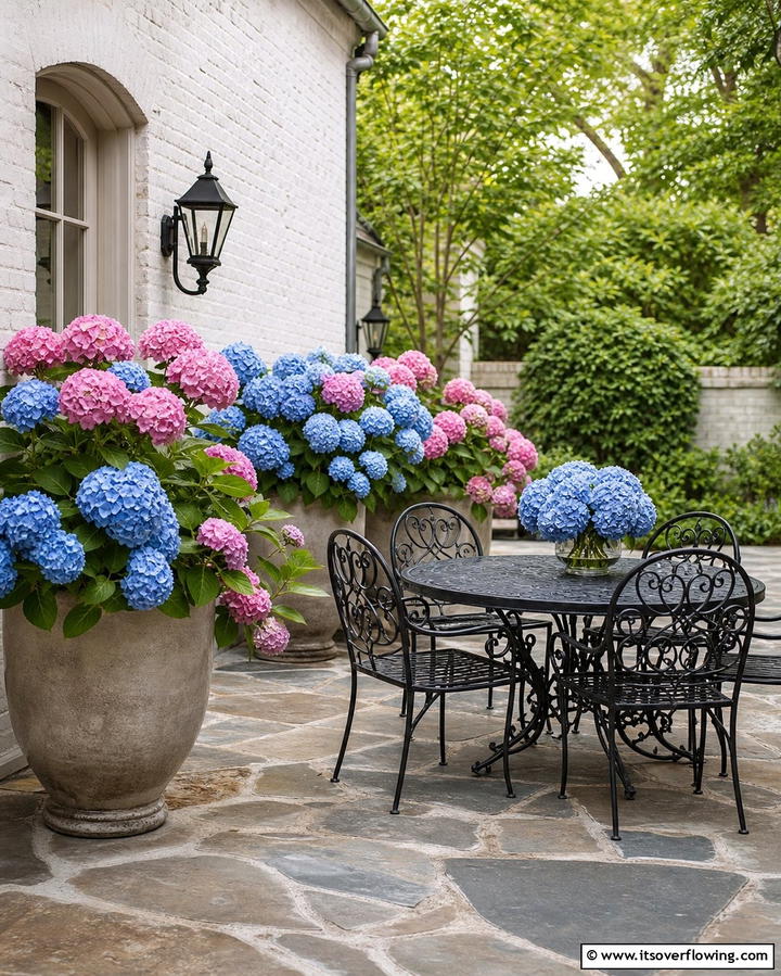 Hydrangeas Elegant Patio Blooms - 25 Outdoor Plants for Patio to Enhance Your Space