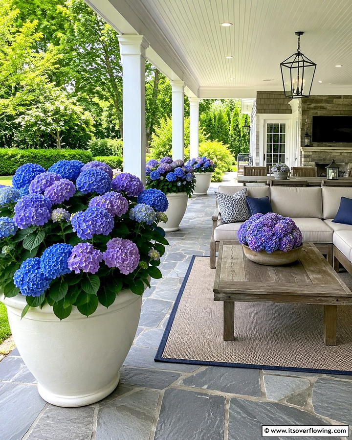Hydrangeas for Elegant Blooms - 25 Patio Plants to Beautify Your Outdoor Living Space