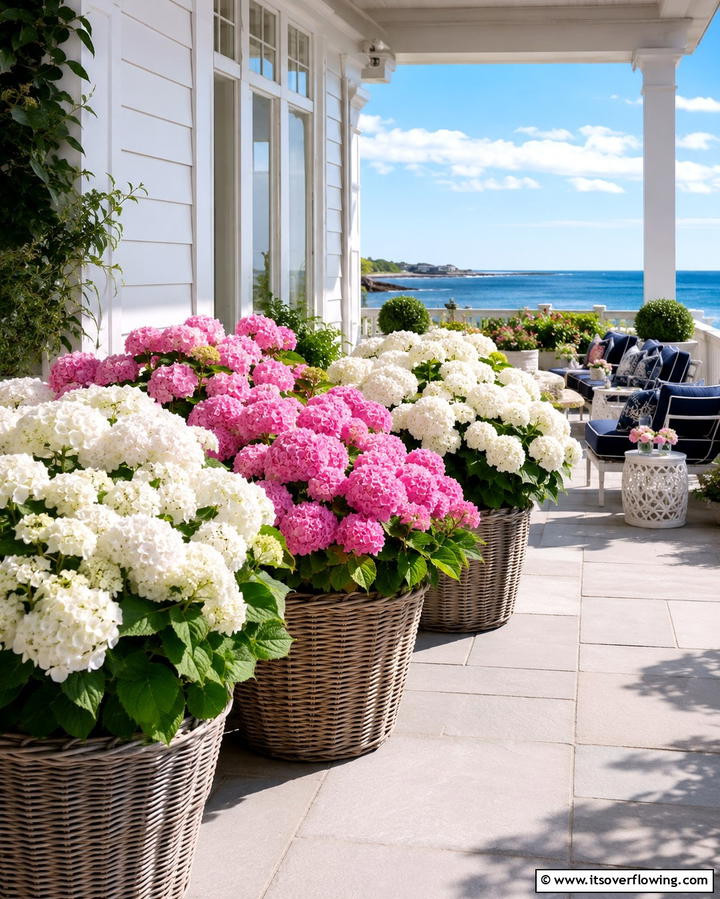 Hydrangeas for Seasonal Blooms - 25 Patio Plants to Beautify Your Outdoor Living Space