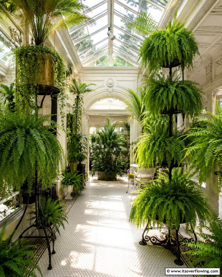 Indoor Greenery and Ferns - 25 Victorian Sunroom Ideas for a Bright Retreat