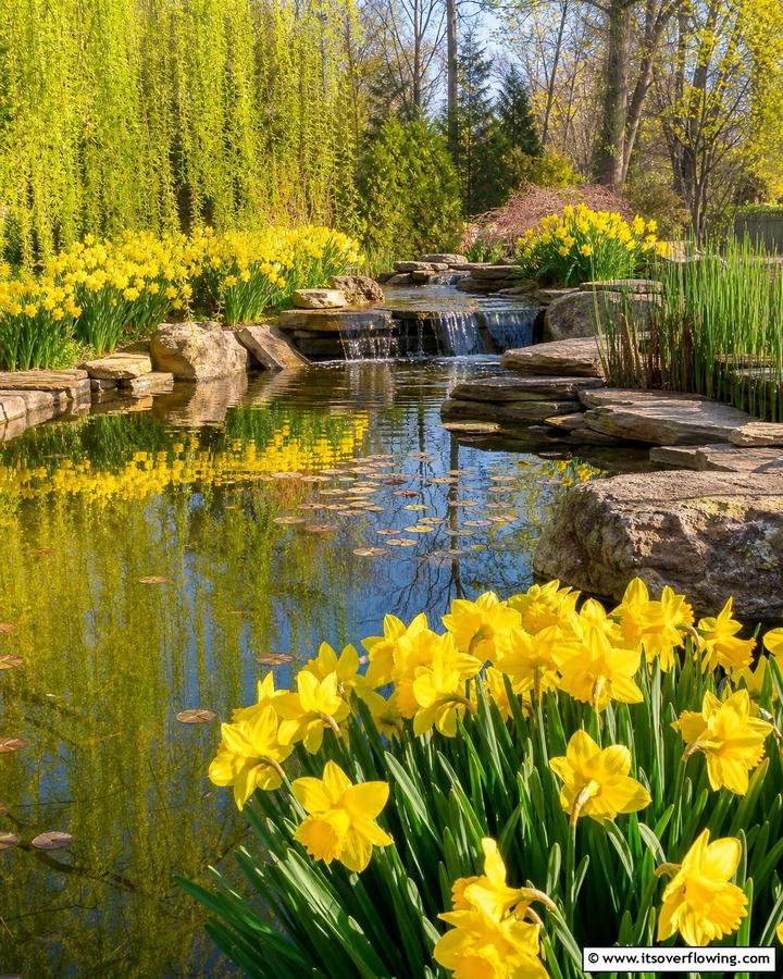 Introduce Daffodils to Water Features - 20 Beautiful Daffodil Garden Ideas for a Spring Bloom