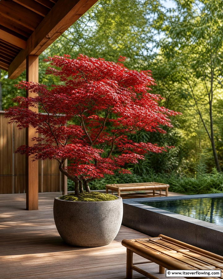 Japanese Maple A Compact Shade Provider - 25 Outdoor Plants for Patio to Enhance Your Space