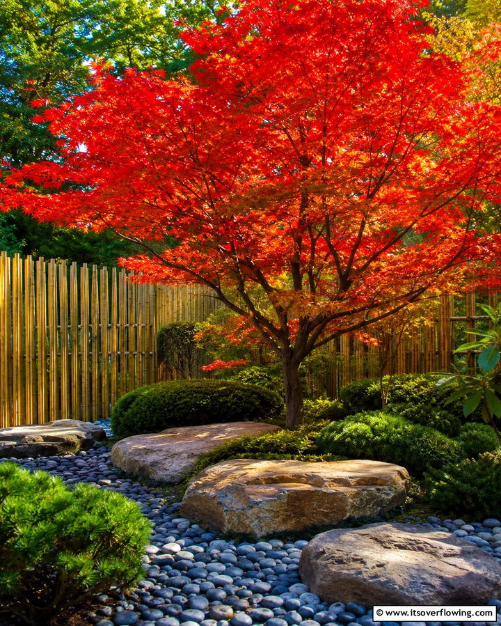 Japanese Maple Accent Garden - 30 Japanese Garden Ideas for Zen Outdoor Spaces