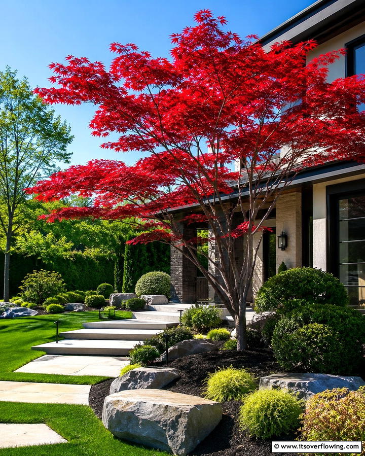 Japanese MapleExact - 25 Small Trees for Front Yard Landscaping Ideas