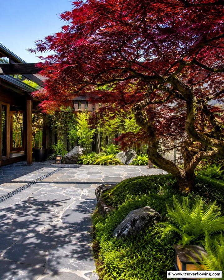Japanese MapleOne - 25 Small Trees for Front Yard Landscaping Ideas