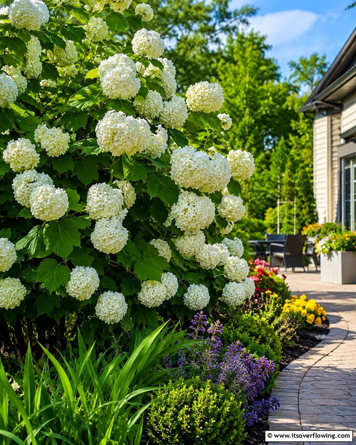 Japanese Snowball Viburnum - 25 Small Trees for Front Yard Landscaping Ideas