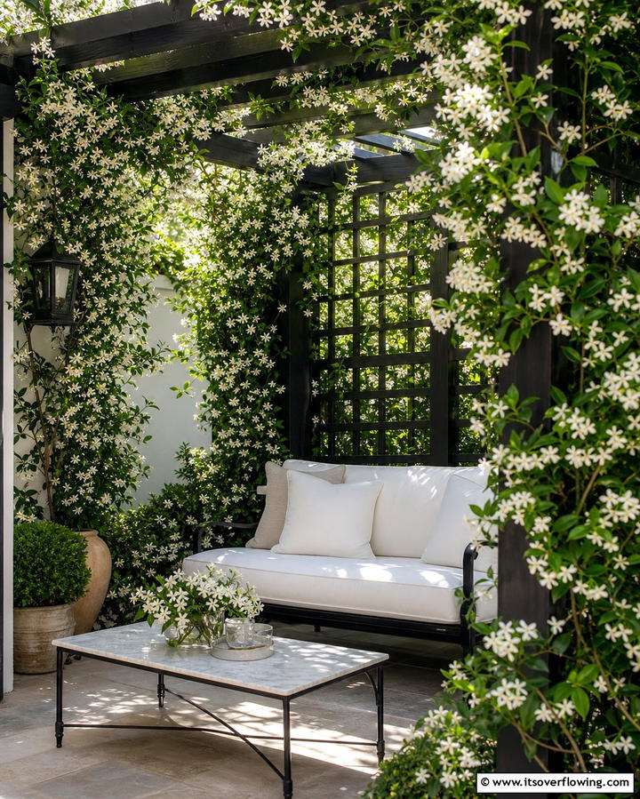 Jasmine A Sweetly Scented Climber - 25 Outdoor Plants for Patio to Enhance Your Space