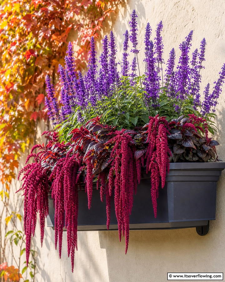 Jewel Tones with Amaranth and Purple Salvia - 20 Fall Flower Box Ideas for Seasonal Beauty