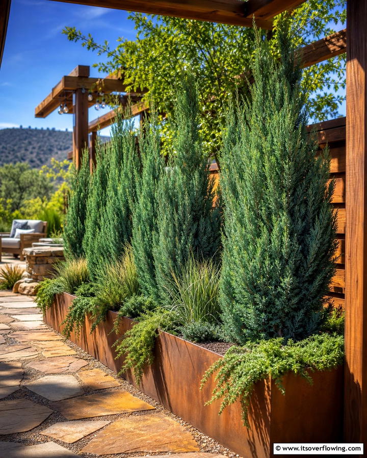 Juniper for Hardy Privacy - 25 Shrubs for Privacy- Create a Natural Barrier in Your Yard
