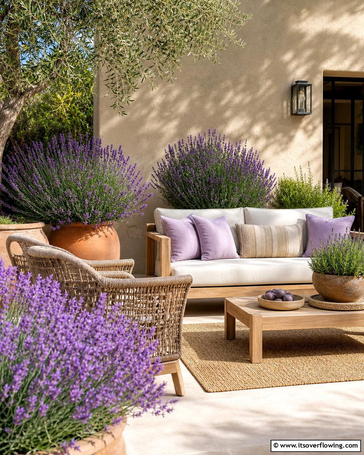 Lavender A Fragrant Patio Favorite - 25 Outdoor Plants for Patio to Enhance Your Space