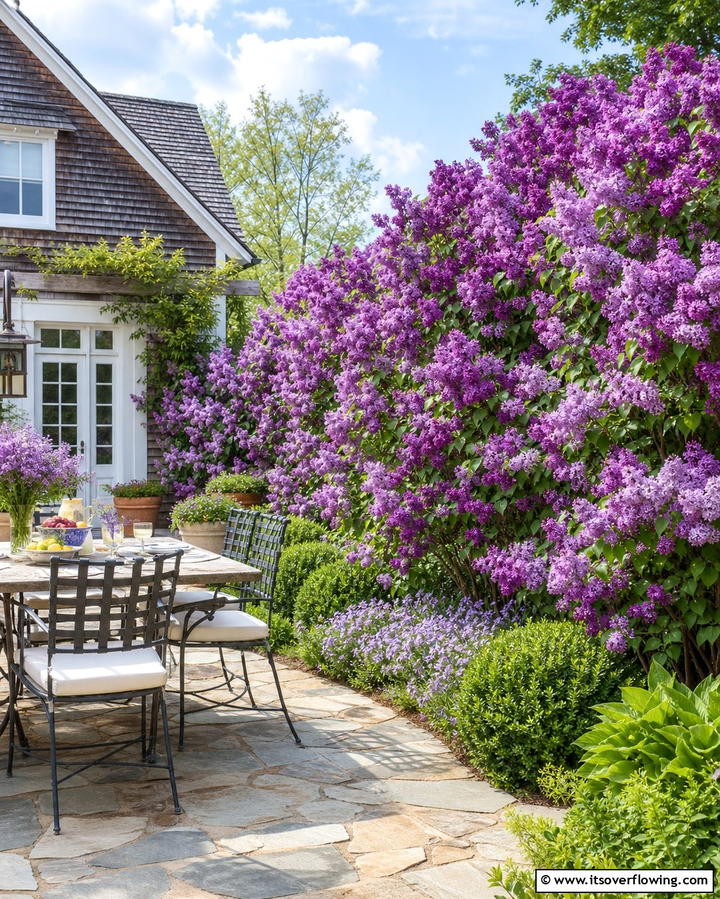 Lilac The Fragrant Shield - 25 Shrubs for Privacy- Create a Natural Barrier in Your Yard
