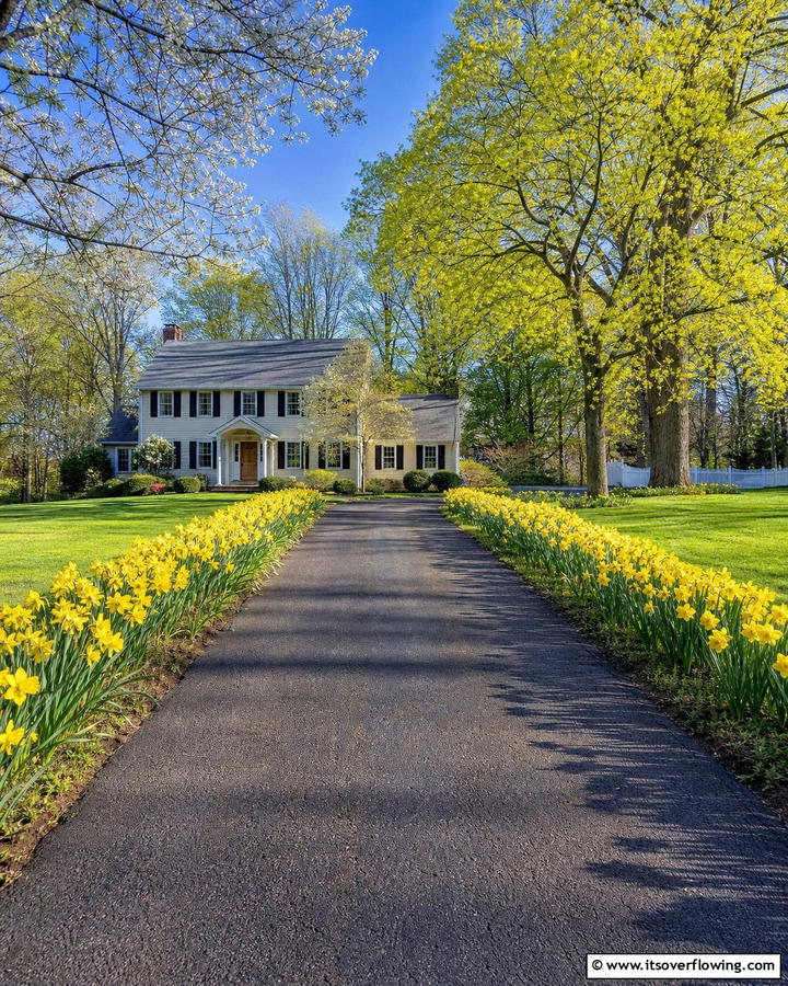 Line Driveways with Daffodils - 20 Beautiful Daffodil Garden Ideas for a Spring Bloom